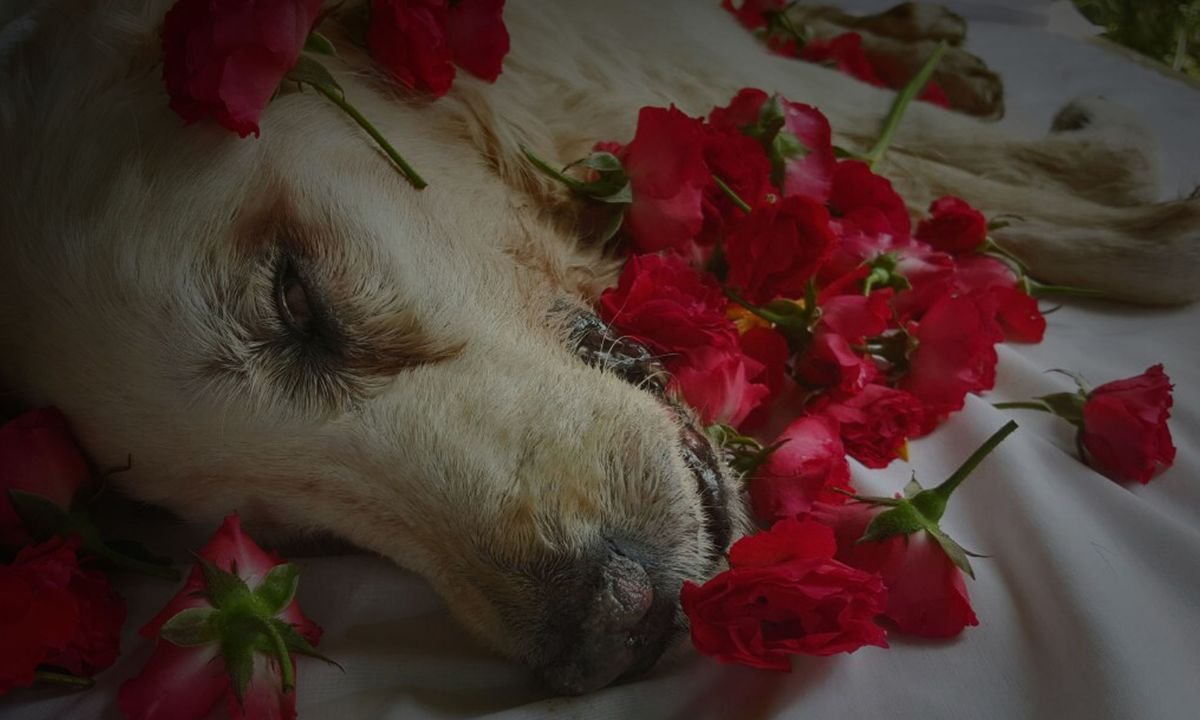 Private Pet Cremation Private Pet Cremation